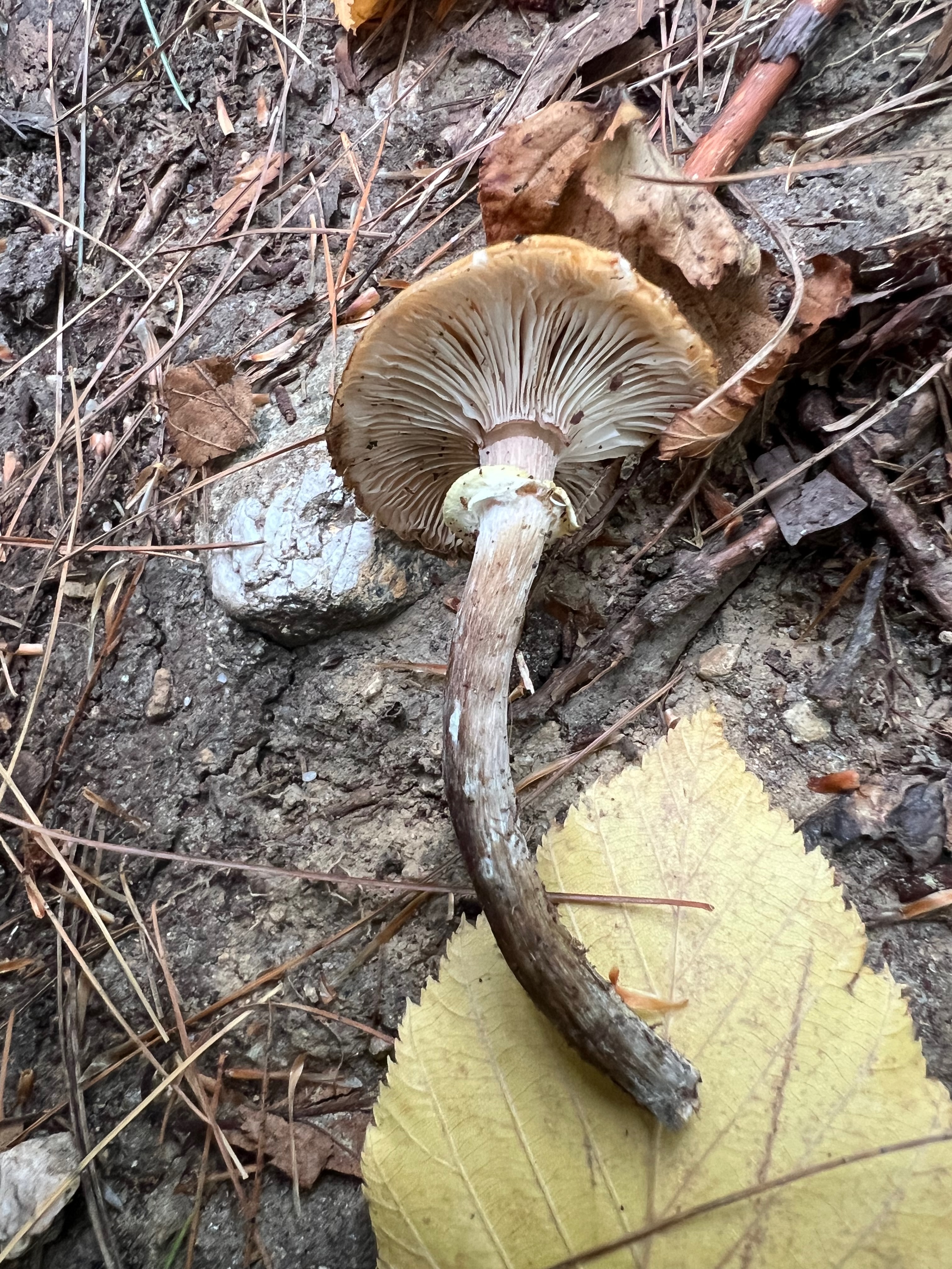 Armillaria mellea